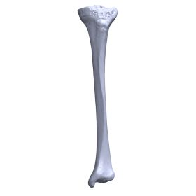 Tibia, Scan of #1116-5