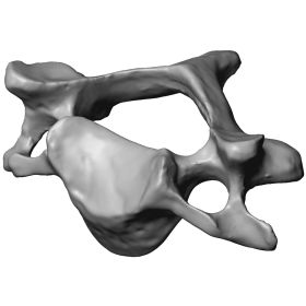 Cervical Vertebra C4, Scan of #1377-40-4