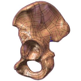 Male Hemi Pelvis, Scan of #3405