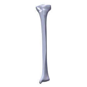 Tibia, Scan of #3401