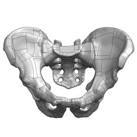 Full Pelvis with Sacrum, Scan of #1301