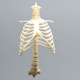 Spine with Ribs, Pediatric, Full, Solid Foam