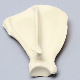 Canine Scapula