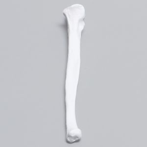 Ulna, Solid White Plastic, Left