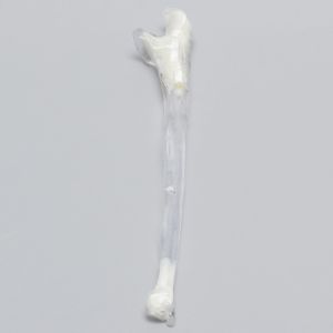 Ulna, 5mm Canal, Transparent Cortical