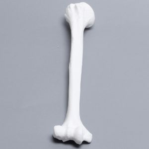 Humerus, Solid White Plastic, Right