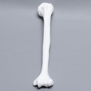 Humerus, Solid White Plastic, Left