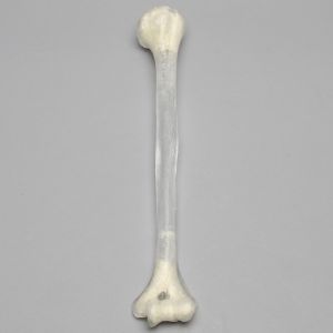 Humerus, 10mm Canal, Transparent Cortical