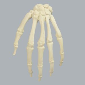 Hand, Solid Foam, Left, Medium