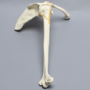 Shoulder, Articulated, Foam Cortical, Right