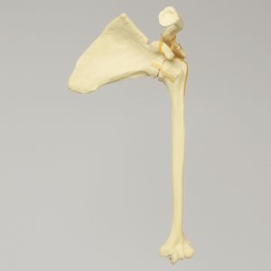 Shoulder, Articulated, Foam Cortical, Left