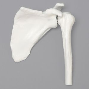 Intraosseous Access Shoulder Demonstrator