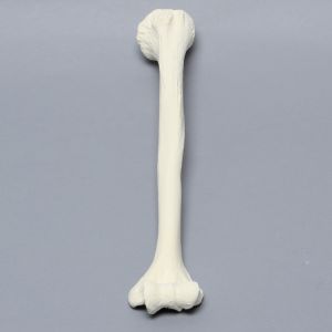 Humerus, Foam Cortical, Left