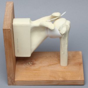 Shoulder with Stand, Foam Cortical, Left