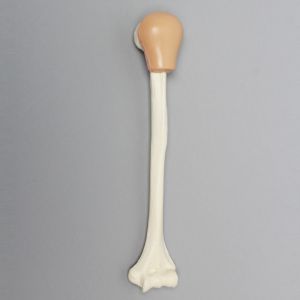 Humerus with Skin Patch, Pediatric