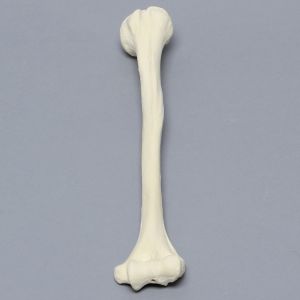 Humerus, Foam Cortical, Pediatric