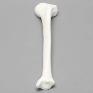 Tibia, Solid White Plastic, Medium, Left