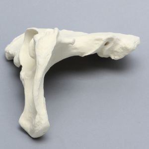 Hemi Pelvis, Female, Solid Foam, Left