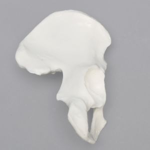 Hemi Pelvis, Female, Solid White Plastic, Right