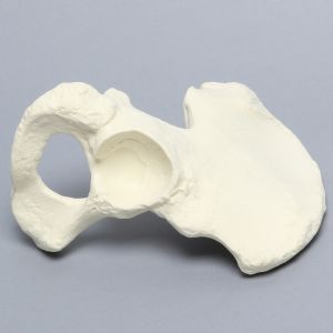 Hemi Pelvis, Female, Solid Foam, Right