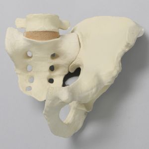 Hemi Pelvis and Sacrum, Solid Foam, Left