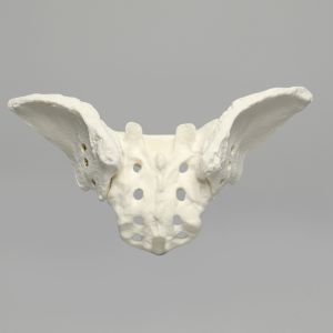 Sacrum with Iliums, Foam Cortical Shell, For Spinal Navigation