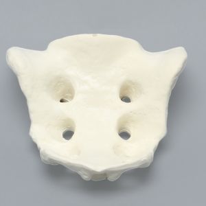 Sacrum, Male, Foam Cortical