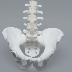 Lumbar Spine with Full Pelvis, Male, Solid White Plastic