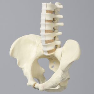 Lumbar Spine with Pelvis, Full Male, Foam Cortical