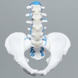 Lumbar Spine with Full Pelvis and Nerve Roots, Solid White Plastic