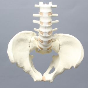 Lumbar Spine with Pelvis, Full Male, Solid Foam