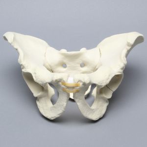 Pelvis with Acetabular Fractures, Full Male, Foam Cortical