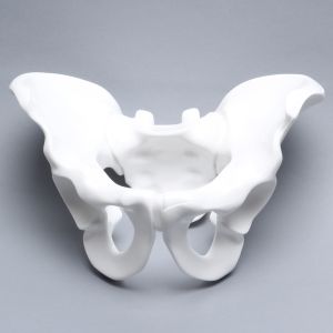 Pelvis, Full Male, for Fracture Demonstration