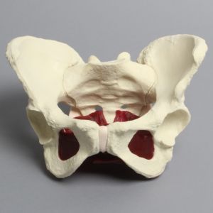 Pelvis with Pelvic Floor Musculature, Full Female, Solid Foam