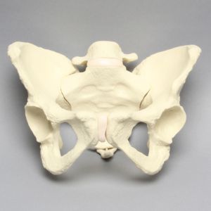 Pelvis with L5 and Movable SI Joints, Full Female, Solid Foam