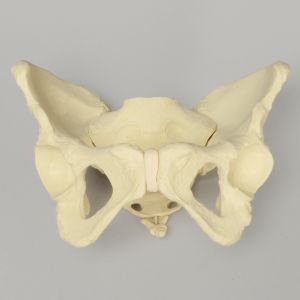 Pelvis with Movable SI Joints, Full Female, Solid Foam