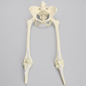 Pelvis with Removable Legs and Movable SI Joints, Female, Solid Foam