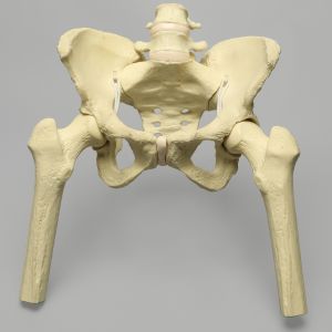 Pelvis with Removable Femurs, Female, Solid Foam