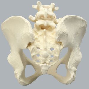 Lumbar Spine with Pelvis, Full Female, Solid Foam