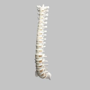 Spine, T1-Sacrum, Foam Cortical