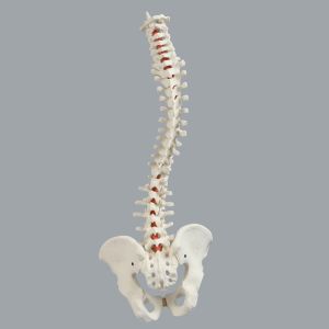 Spine with Male Pelvis, Solid Foam, Full