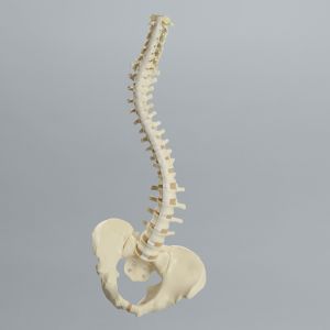 Spine with Pelvis, Flex and Hold Feature, Full, Solid Foam