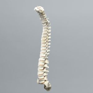 Spine, Full, Solid Foam