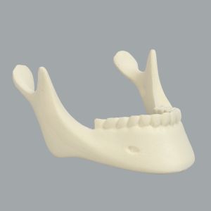 Mandible with Teeth, Solid Foam