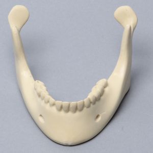 Mandible with Teeth, Foam Cortical Shell