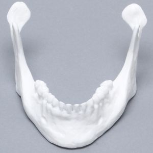 Mandible with Teeth, Solid White Plastic