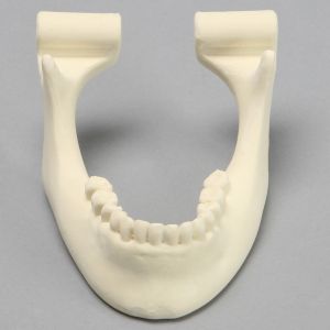 Mandible with Drill Holes, Foam Cortical Shell