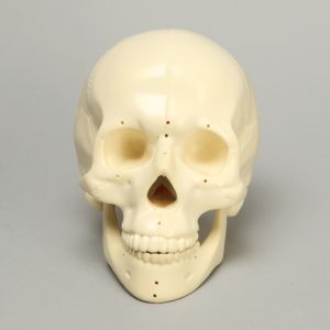 KIMSeattle Replacement Full Skull and 21 Reference Holes for #9001 and 9001-1 Kits