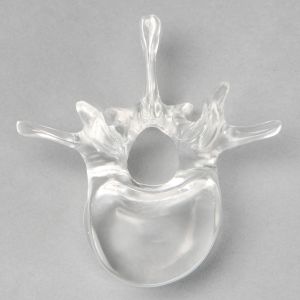 Vertebra L1, Solid Clear Plastic