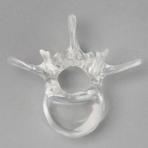 Vertebra L2, Solid Clear Plastic